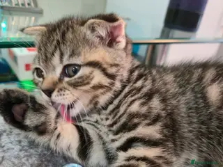 Scottish Fold cats 1 lovely Scottish Fold kitten for sale - Advert 1