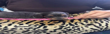Miniature Dachshund 2 pink colour
