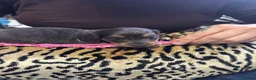 Miniature Dachshund dogs for sale: BEAUTIFUL MINIATURE DACHSHUND PUPPIES - Advert 4