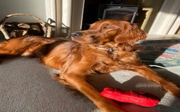 Irish Setter dogs for sale: Rare Golden Irish litter - Image 23