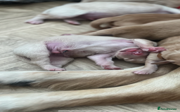 Golden Retriever dogs for sale: Pure bred Golden Retriever puppies - Image 22