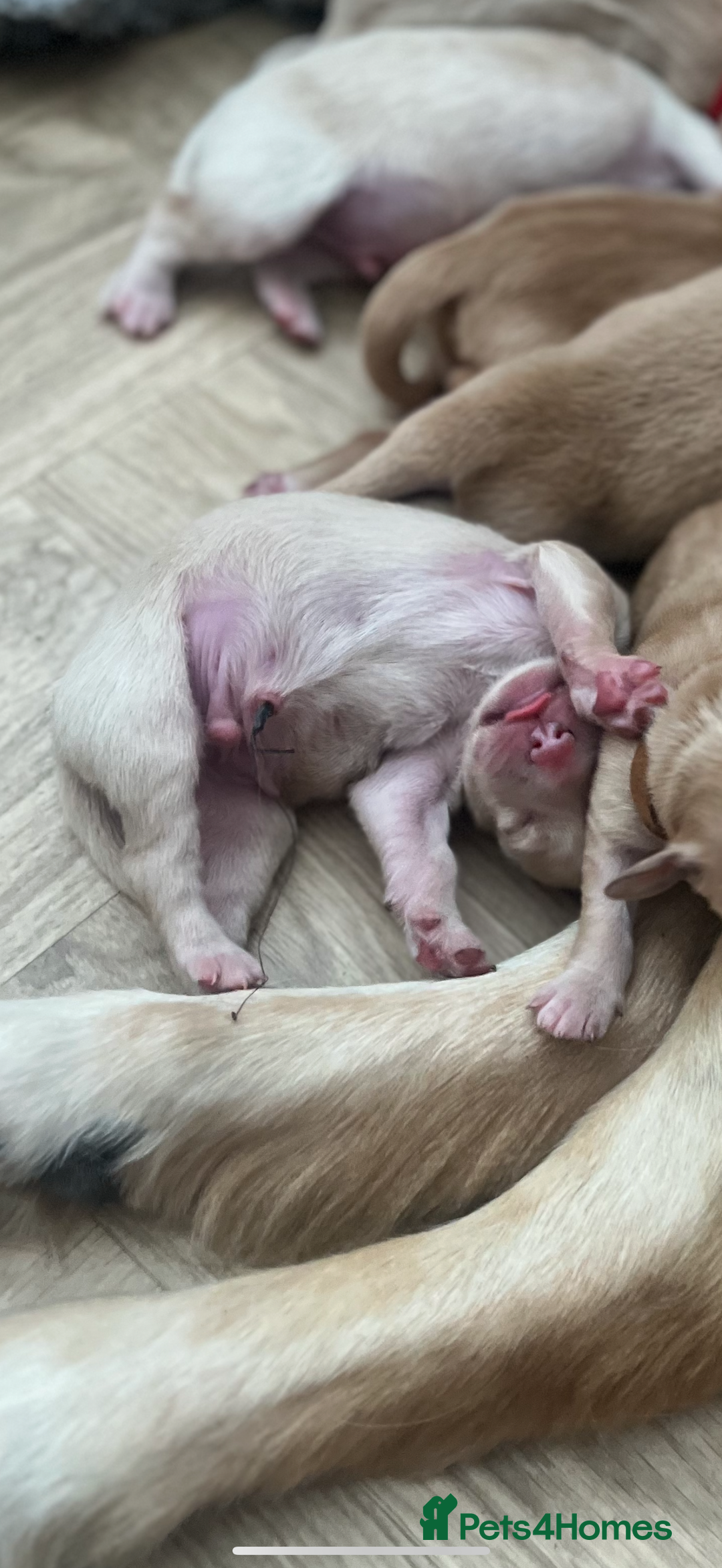 Golden Retriever dogs for sale: Pure bred Golden Retriever puppies - Image 22