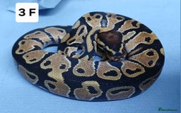 Python Snake reptiles for sale: Royal Python Morph Hatchling's Female - Image 5