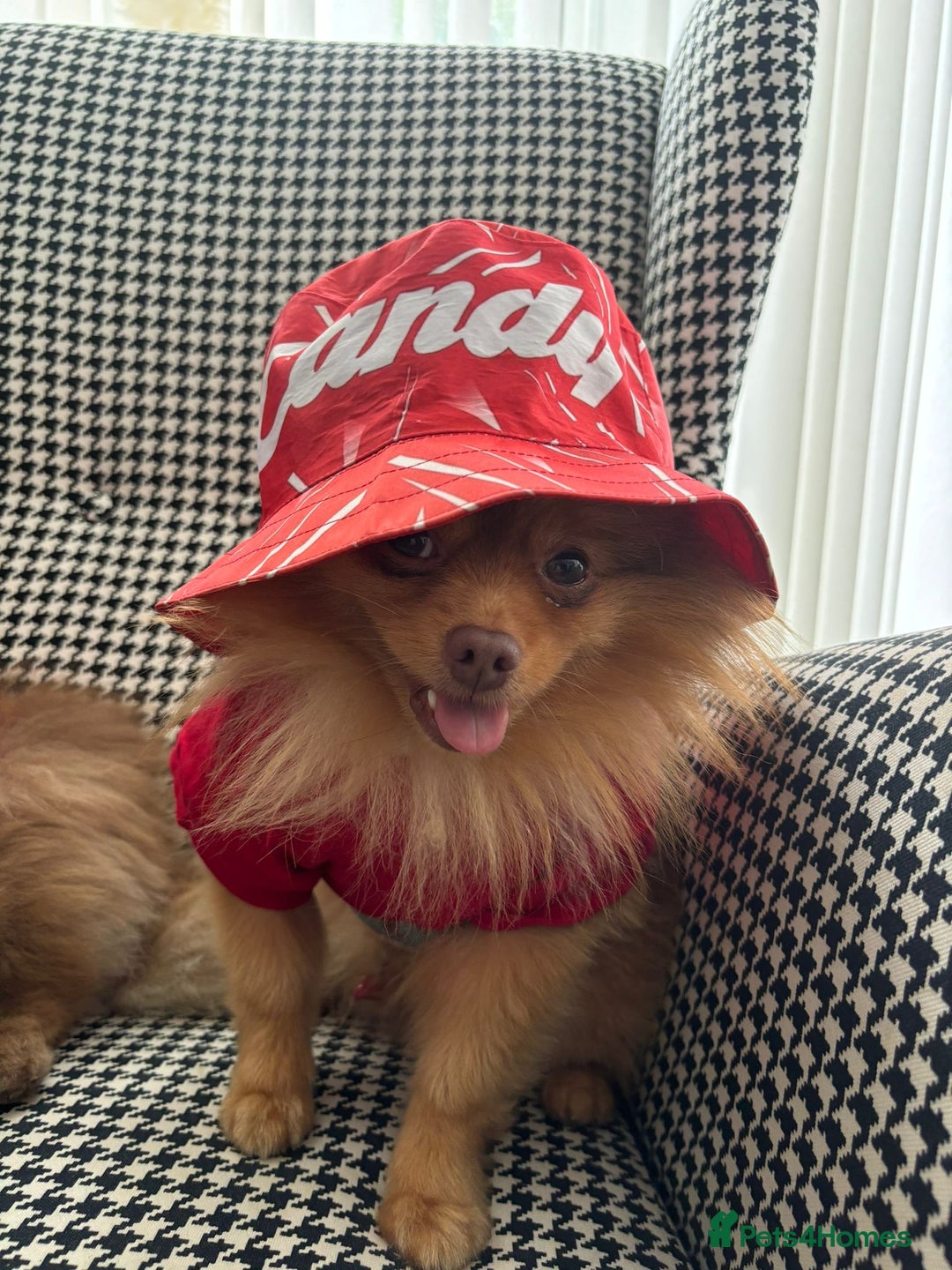 Pomeranian dogs for stud: Cobee (PROVEN)  ( STUD ONLY ) (PRODUCING MERLES)   in Liverpool - Advert 19