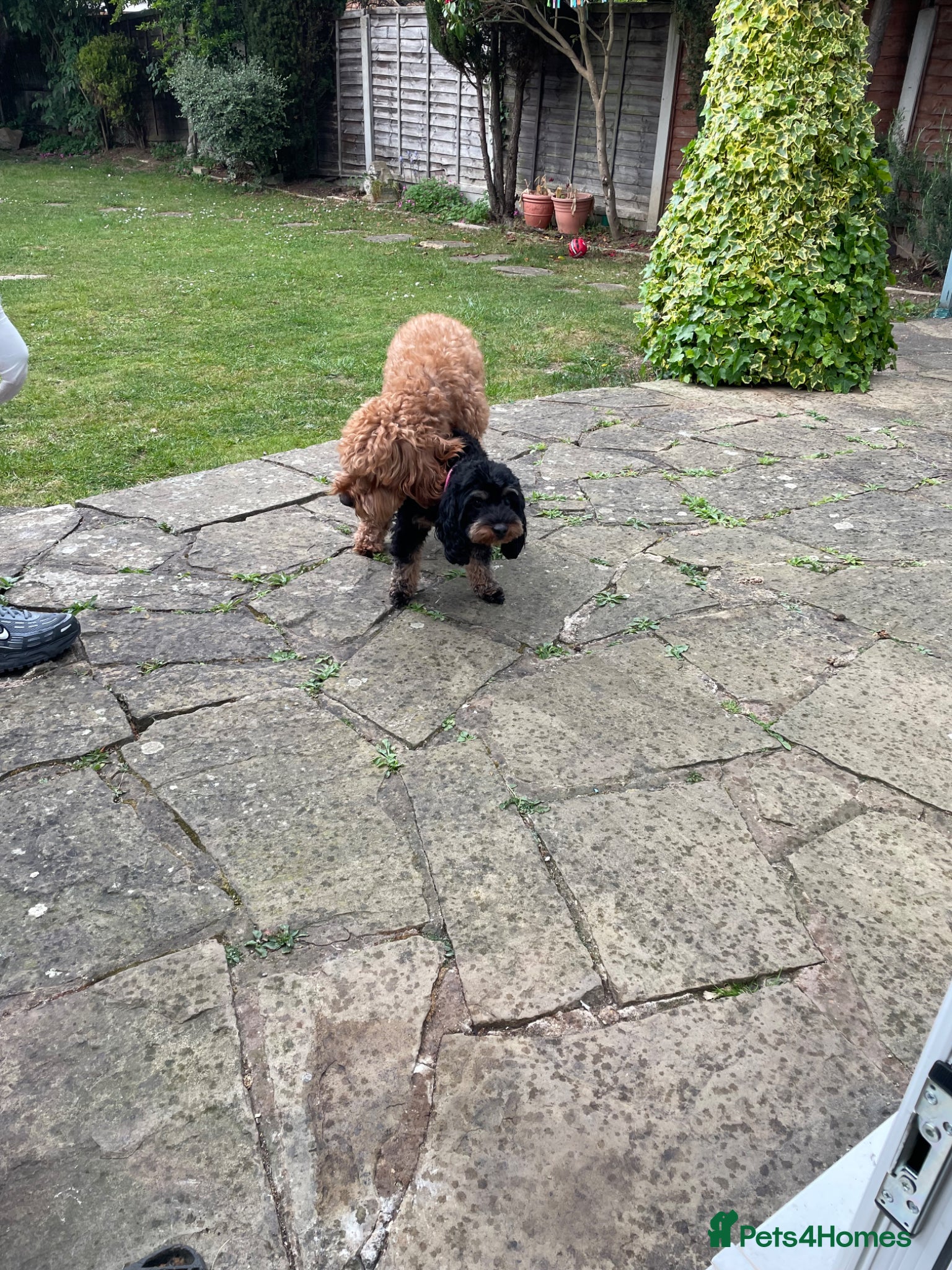 Cavapoo dogs for stud: Stud  - Advert 7
