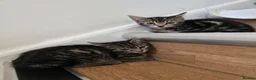 Mixed Breed cats for sale: Adorable Kittens Looking for Loving Homes baby cat in London - Advert 11