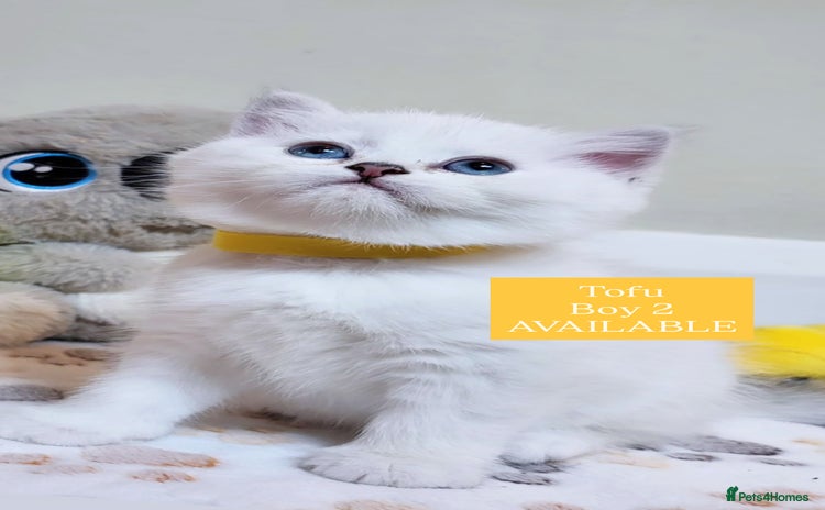 British Longhair cats in London - Advert 3