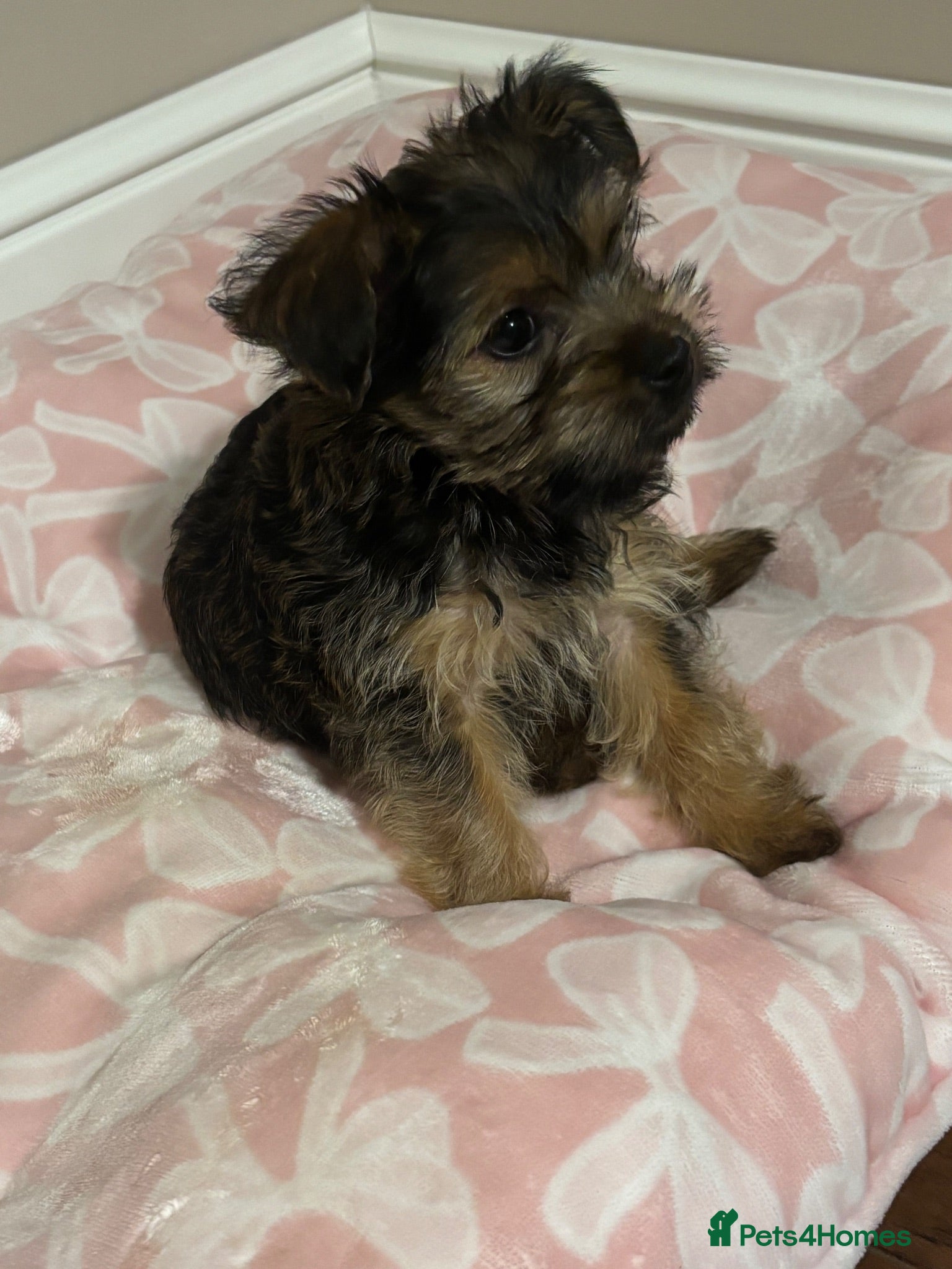 Yorkshire Terrier dogs York puppy - Advert 5