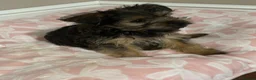 Yorkshire Terrier dogs for sale: York puppy in Grays - Advert 3