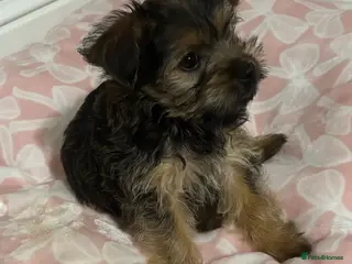 Yorkshire Terrier dogs York puppy - Advert 5