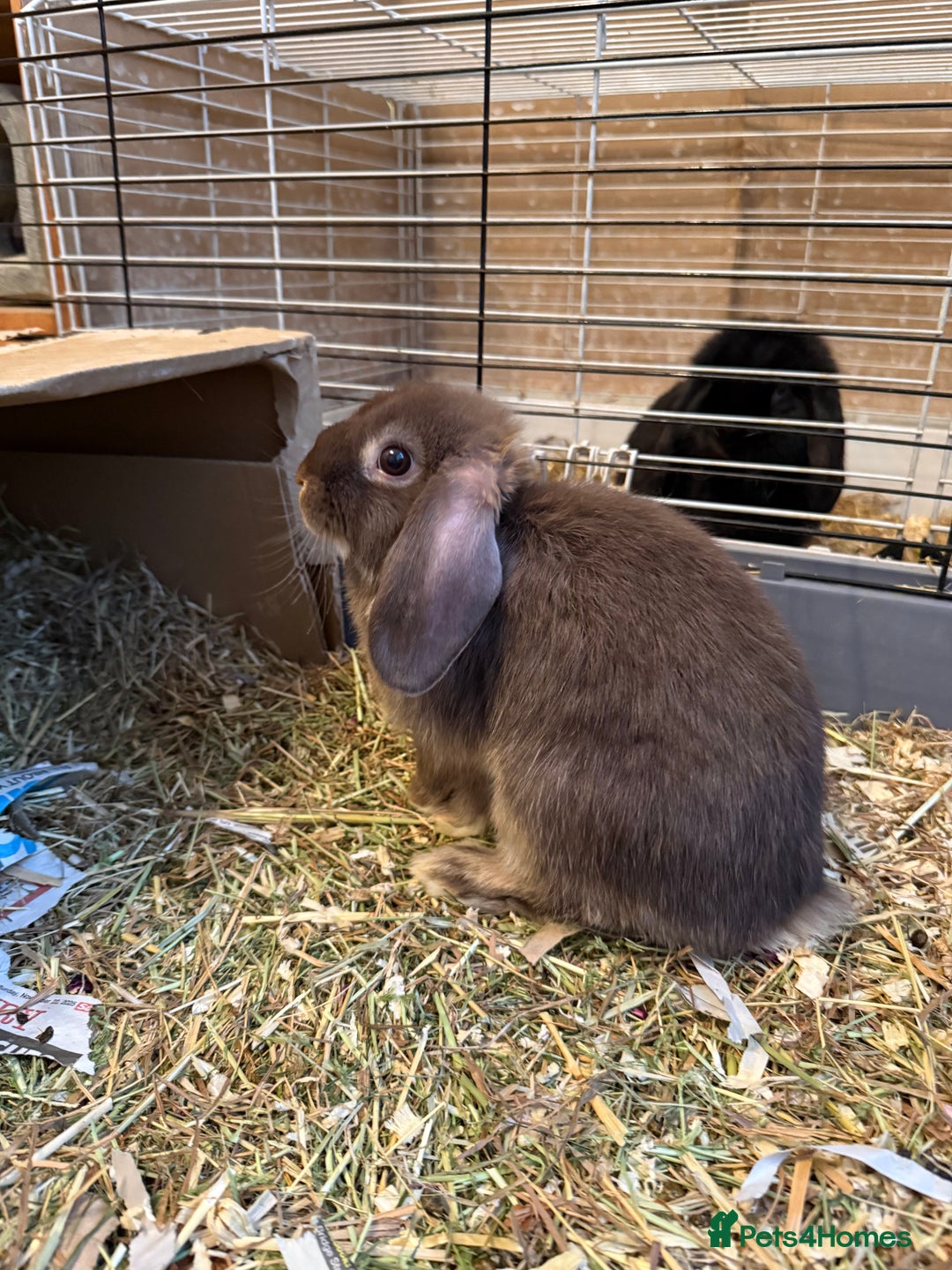 Mini Lop rabbits for sale: Two mini lop rabbits  - Advert 5