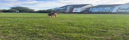 Mixed Breed dogs for adoption: Elodie 🩷 in Milton Keynes - Advert 6