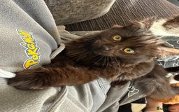 Mixed Breed cats for sale: pls read description!! - Image 5