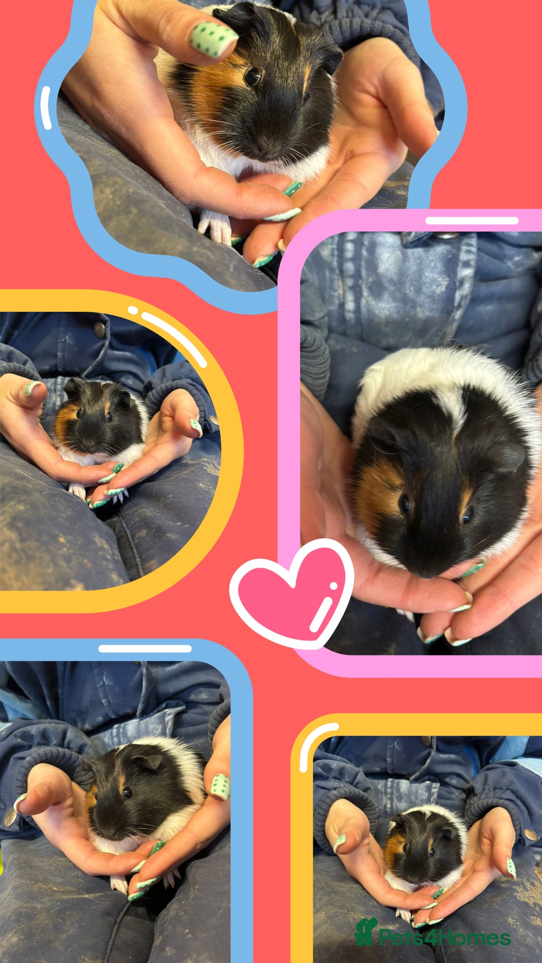 Guinea Pig rodents for sale: Guinea Pigs - Young Males & Females - Advert 3