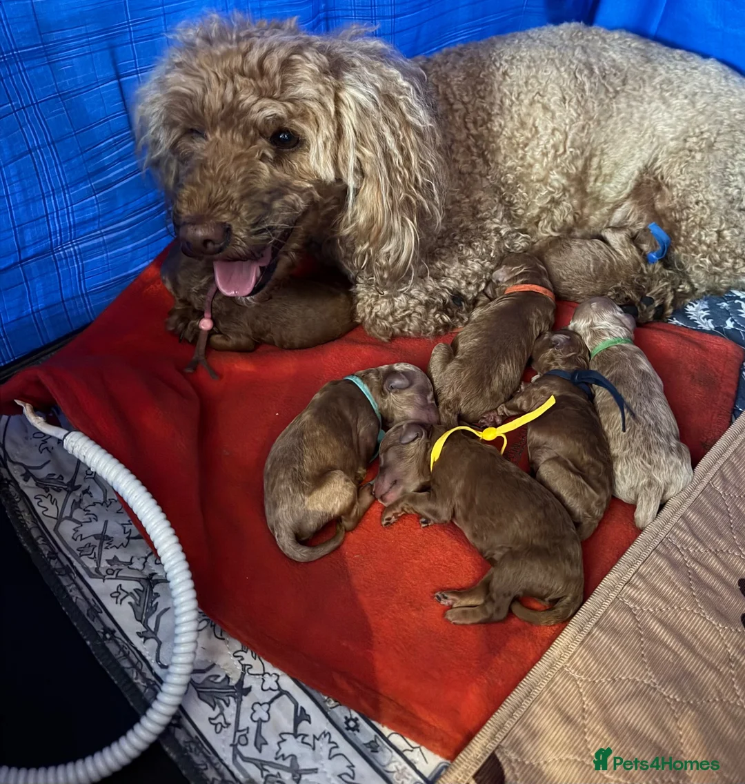 Miniature Poodle dogs for sale: Beautiful female miniature poodle - Advert 2