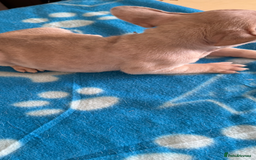 French Bulldog dogs for sale: French Bulldog Puppies 3 Male 4 Female  - Image 5