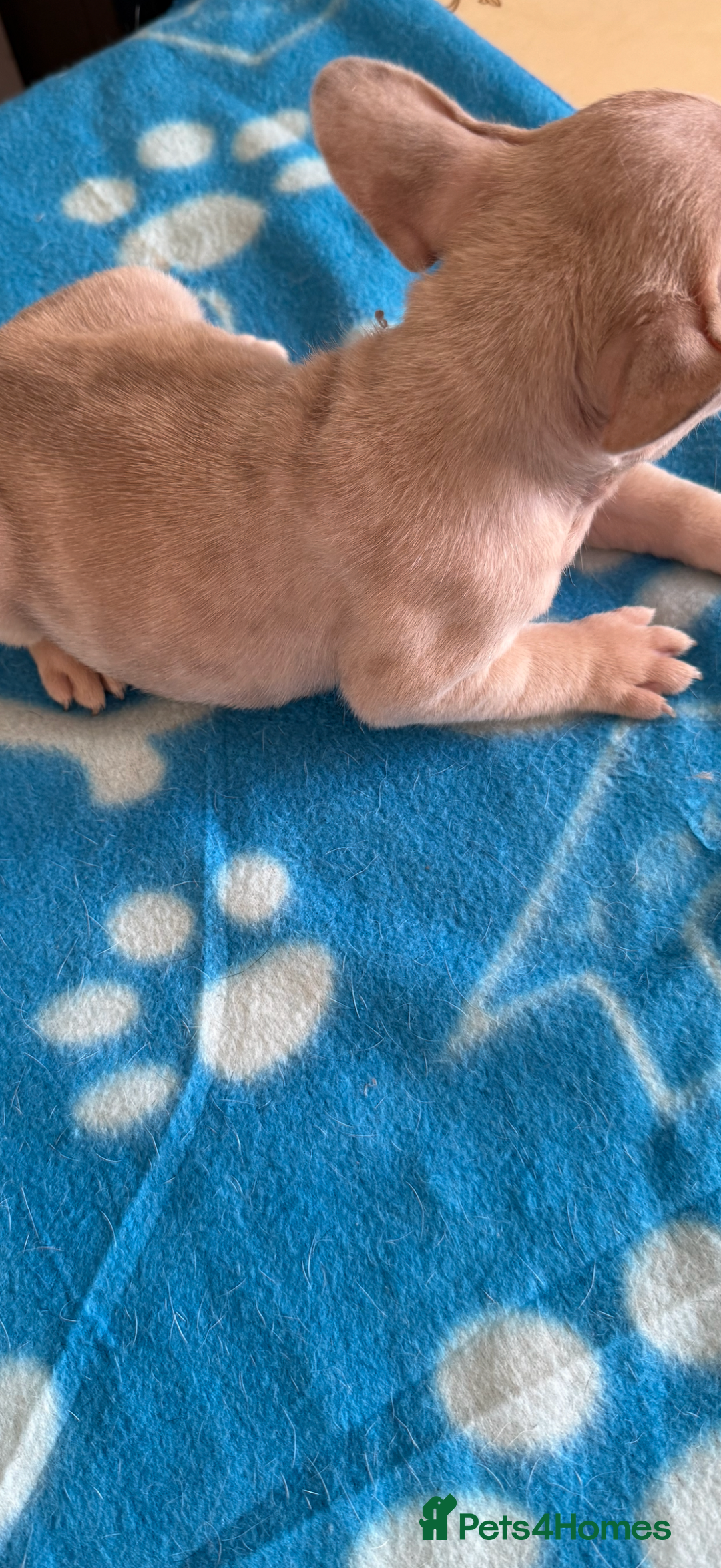 French Bulldog dogs for sale: French Bulldog Puppies 3 Male 4 Female  - Image 5