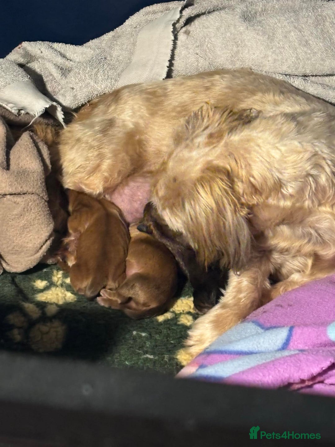 Shih Tzu dogs for sale: Handsome shih tzu boy puppies  - Image 6