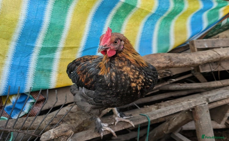 Chickens poultry - Advert 17