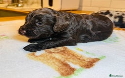 Cockapoo dogs for sale: Chocolate & Chocolate Merle Cockapoo Babies 🐾🐾🐾 - Image 12