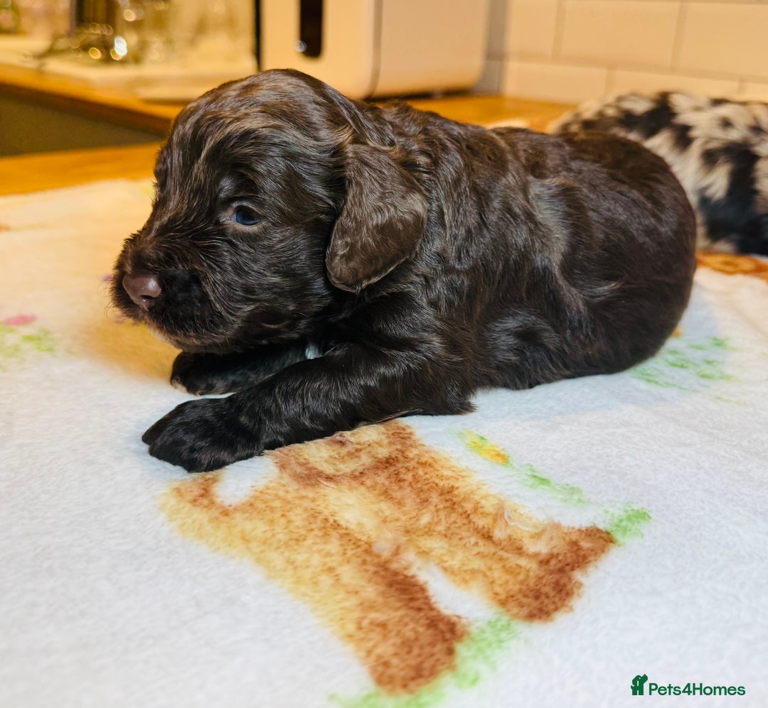 Cockapoo dogs for sale: Chocolate & Chocolate Merle Cockapoo Babies 🐾🐾🐾 - Image 12