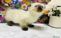 Ragdoll cats for sale: Beautiful Ragdoll Kittens  - Image 34
