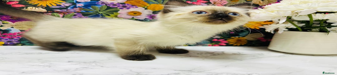 Ragdoll Kitten 7