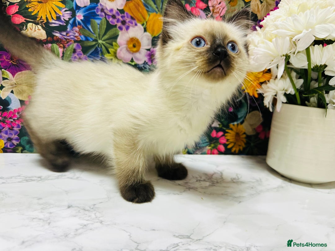 Ragdoll cats for sale: Beautiful Ragdoll Kittens  - Image 34