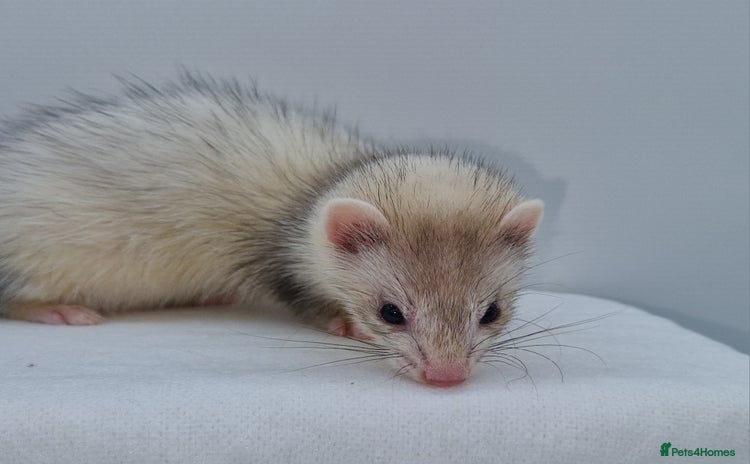 Ferret rodents - Advert 3