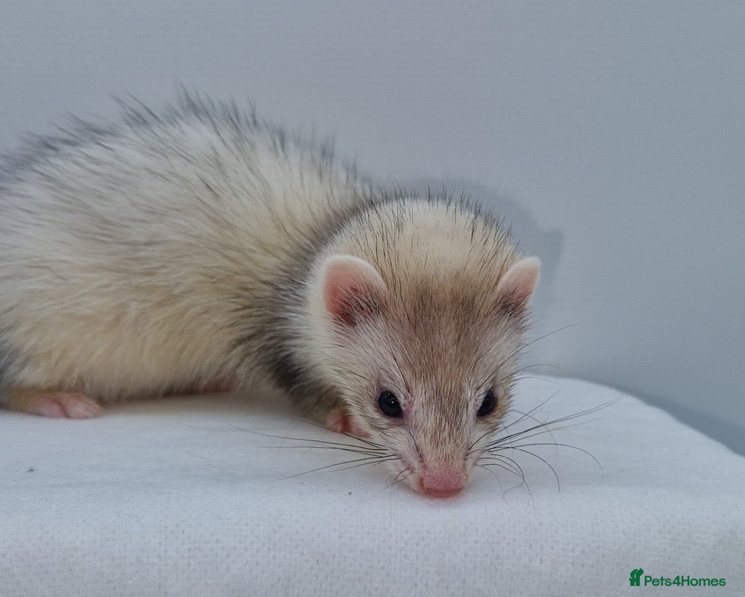 Ferret rodents for sale: Micro ferrets - Image 1