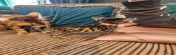 Bengal cats for sale: Begal cross kittens  - Advert 20