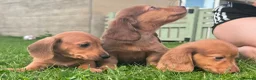 Miniature Dachshund dogs for sale: Red long hair miniature daschund puppies - Advert 5