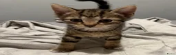 Domestic Shorthair cats for sale: 3 beautiful tabby kittens - Advert 8