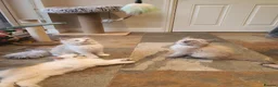 Ragdoll cats for sale: 💖9 Weeks Old💖Beautiful GCCF Ragdoll Kittens. - Advert 3