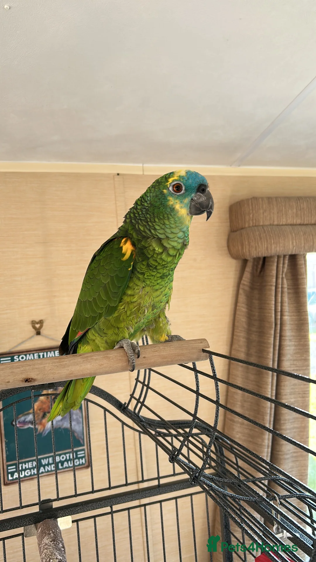 Parrots birds for sale: Blue fronted Amazon parrot in Hinckley - Advert 1