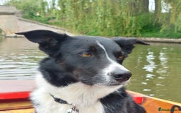 Border Collie dogs for sale: Female Short Hair Border Collie - Advert 5