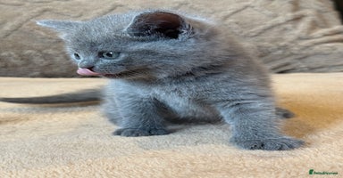 British Shorthair cats - Advert 5