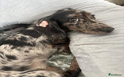 Miniature Dachshund dogs for sale: Long haired silver dapple female  - Image 6
