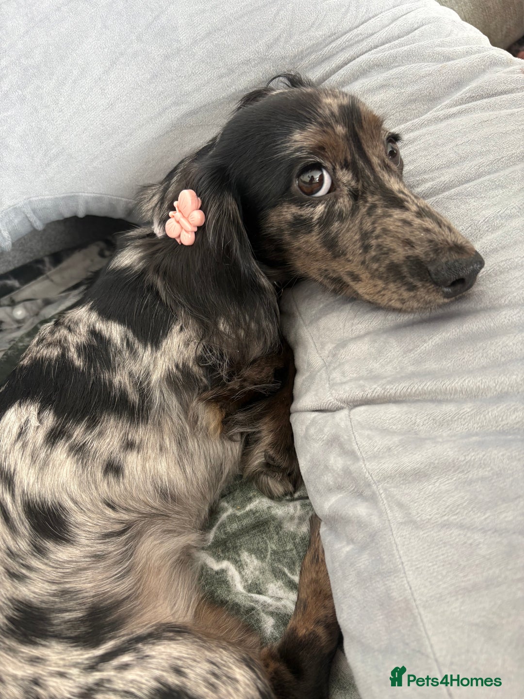 Miniature Dachshund dogs for sale: Long haired silver dapple female  - Image 6
