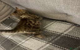 British Shorthair cats for sale: One little BSH X boy available.  - Image 2