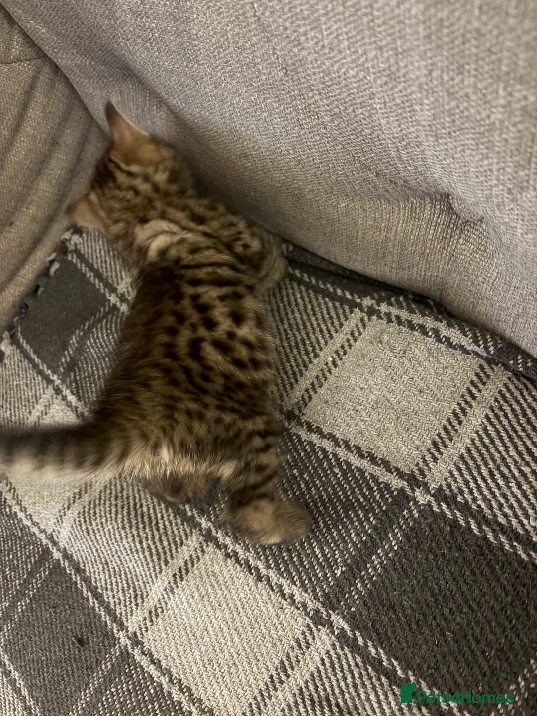 British Shorthair cats for sale: One little BSH X boy available.  - Image 2