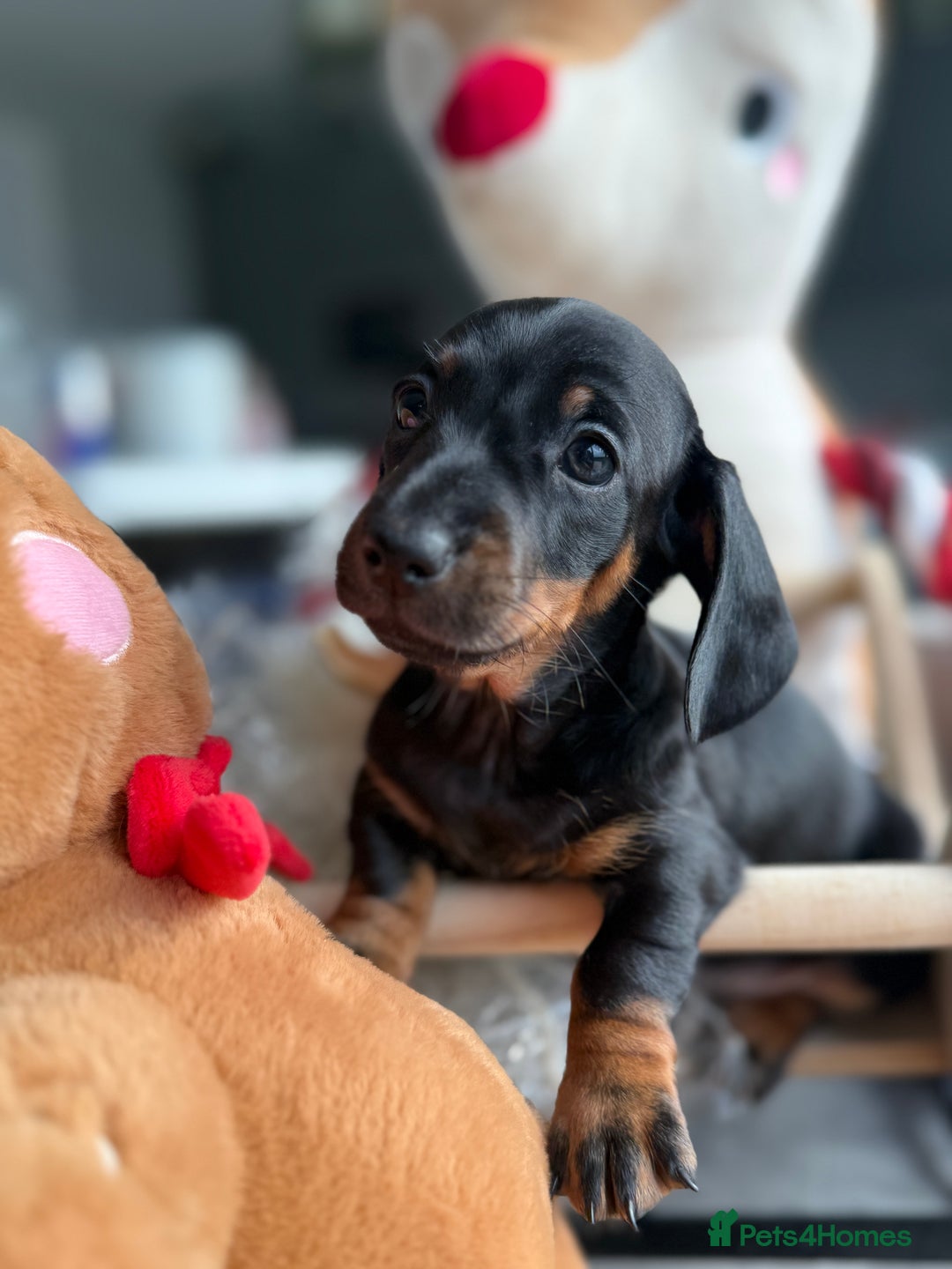 Miniature Dachshund dogs for sale: Kc mini smooth daxie fully tested  - Advert 1
