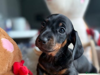 Miniature Dachshund dogs Kc mini smooth daxie fully tested - Advert 1