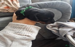 Dachshund dogs for sale: Beautiful Dachshund Puppies - Image 35