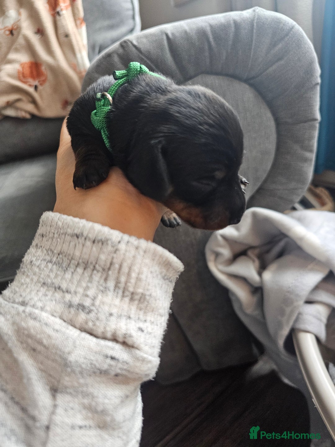 Dachshund dogs for sale: Beautiful Dachshund Puppies - Image 35
