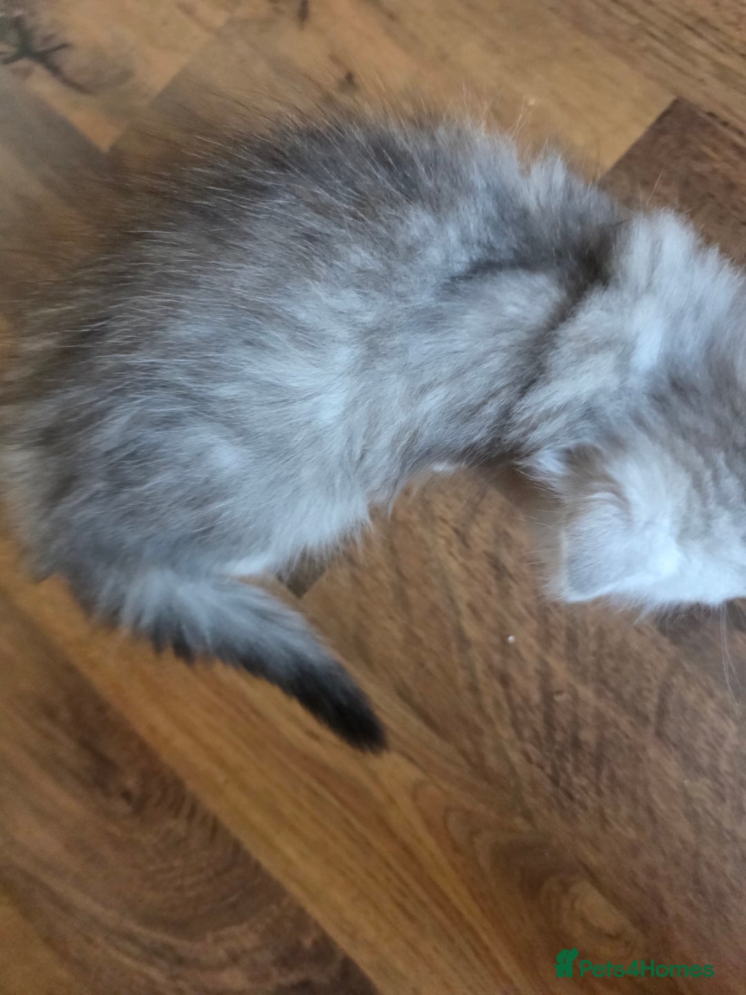 Persian cats for sale: Beautiful persian chinchilla kittens 😸 ♥️  - Image 9