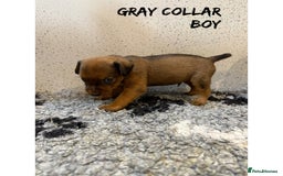 Lakeland Terrier dogs for sale: Lakeland terrier puppies  - Image 6