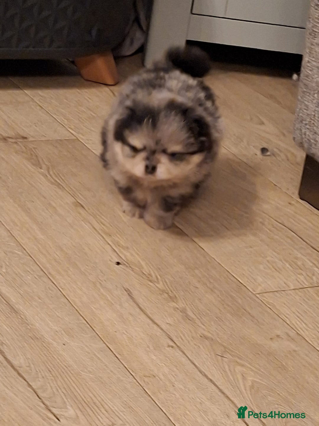 Pomeranian dogs for sale: 4 beautiful pomeranian - Advert 5