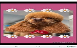 Miniature Poodle dogs for sale: Stunning spayed kc registered female  - Image 1