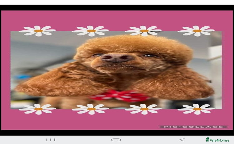 Miniature Poodle dogs - Advert 11